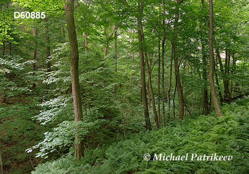 Appalachian-Blue Ridge forests